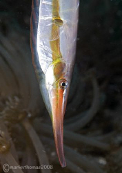 Rigid Shrimpfish.
Lembeh.
60mm. by Mark Thomas 